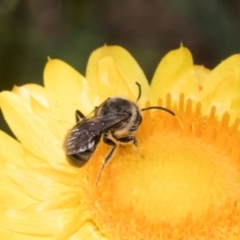 Lasioglossum (Chilalictus) sp. (genus & subgenus) at The Pinnacle - 3 Nov 2023