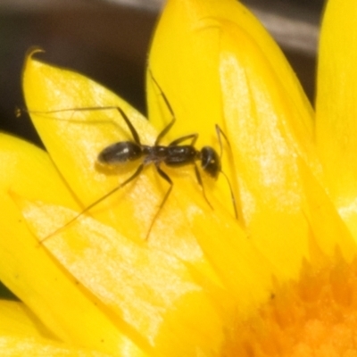 Iridomyrmex sp. (genus) (Ant) at Belconnen, ACT - 3 Nov 2023 by AlisonMilton