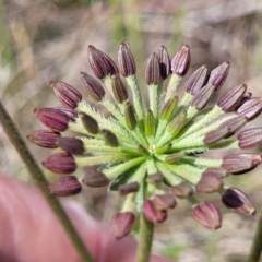 Oreomyrrhis eriopoda (Australian Carraway) at Nimmitabel, NSW - 9 Dec 2023 by trevorpreston