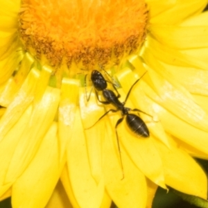 Camponotus nigroaeneus at The Pinnacle - 3 Nov 2023