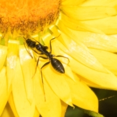 Camponotus nigroaeneus at The Pinnacle - 3 Nov 2023