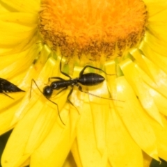 Camponotus nigroaeneus at The Pinnacle - 3 Nov 2023 01:50 PM