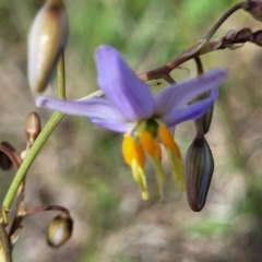 Dianella sp. aff. longifolia (Benambra) (Pale Flax Lily, Blue Flax Lily) at Nimmitabel, NSW - 9 Dec 2023 by trevorpreston