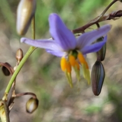 Dianella sp. aff. longifolia (Benambra) at Nimmitabel, NSW - 9 Dec 2023