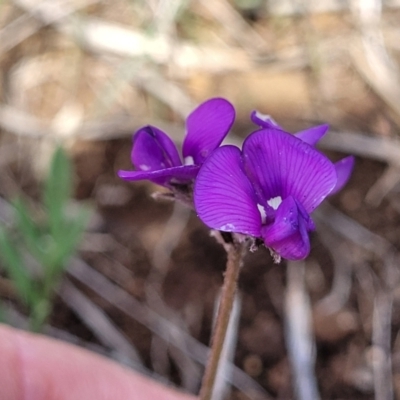 Swainsona sericea (Silky Swainson-Pea) at Nimmitabel, NSW - 9 Dec 2023 by trevorpreston