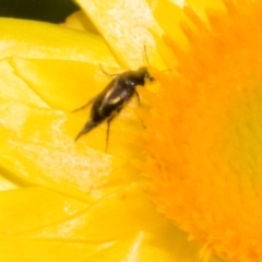 Mordella limbata (A pintail beetle) at The Pinnacle - 3 Nov 2023 by AlisonMilton