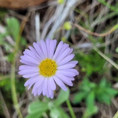 Brachyscome rigidula (Hairy Cut-leaf Daisy) at Nimmitabel, NSW - 9 Dec 2023 by trevorpreston