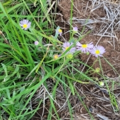 Brachyscome rigidula at Nimmitabel, NSW - 9 Dec 2023