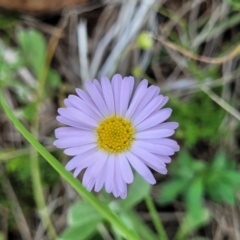 Brachyscome rigidula at Nimmitabel, NSW - 9 Dec 2023 02:37 PM