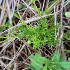 Brachyscome rigidula at Nimmitabel, NSW - 9 Dec 2023