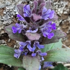 Ajuga australis (Austral Bugle) at Nimmitabel, NSW - 9 Dec 2023 by trevorpreston