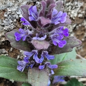 Ajuga australis at Nimmitabel, NSW - 9 Dec 2023 02:36 PM