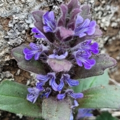 Ajuga australis at Nimmitabel, NSW - 9 Dec 2023 02:36 PM