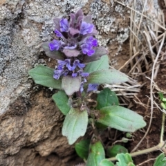 Ajuga australis at Nimmitabel, NSW - 9 Dec 2023 02:36 PM