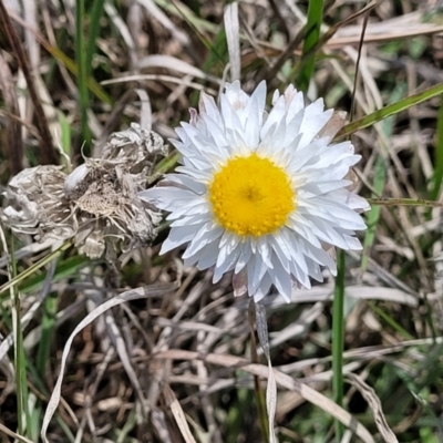 Leucochrysum albicans subsp. tricolor (Hoary Sunray) at Nimmitabel, NSW - 9 Dec 2023 by trevorpreston