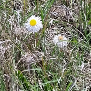 Leucochrysum albicans subsp. tricolor at Nimmitabel, NSW - 9 Dec 2023 02:34 PM