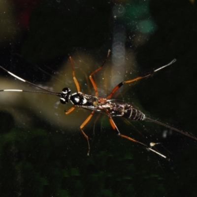 Unidentified Parasitic wasp (numerous families) at Sheldon, QLD - 9 Dec 2023 by PJH123