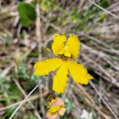 Goodenia paradoxa (Spur Goodenia) at Nimmitabel, NSW - 9 Dec 2023 by trevorpreston