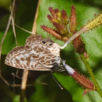 Leptotes plinius (Plumbago Blue) at Sheldon, QLD by PJH123