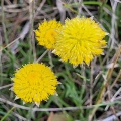 Rutidosis leiolepis (Monaro Golden Daisy) at Nimmitabel, NSW - 9 Dec 2023 by trevorpreston