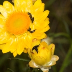 Mordella sp. (genus) (Pintail or tumbling flower beetle) at The Pinnacle - 3 Nov 2023 by AlisonMilton