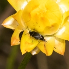 Mordella sp. (genus) at The Pinnacle - 3 Nov 2023