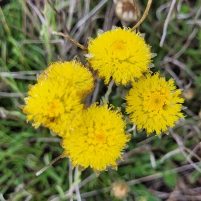 Rutidosis leiolepis (Monaro Golden Daisy) at Nimmitabel, NSW - 9 Dec 2023 by trevorpreston