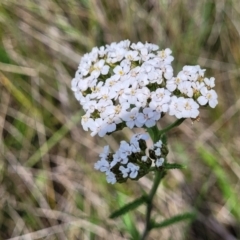 Achillea millefolium (Yarrow) at Nimmitabel, NSW - 9 Dec 2023 by trevorpreston