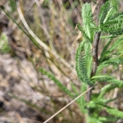 Achillea millefolium at Nimmitabel, NSW - 9 Dec 2023