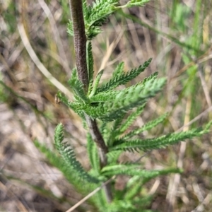 Achillea millefolium at Nimmitabel, NSW - 9 Dec 2023