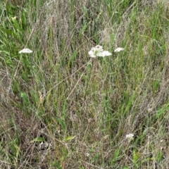 Achillea millefolium at Nimmitabel, NSW - 9 Dec 2023