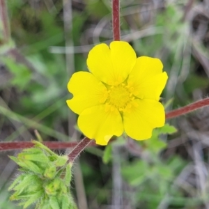 Potentilla recta at Nimmitabel, NSW - 9 Dec 2023 02:21 PM