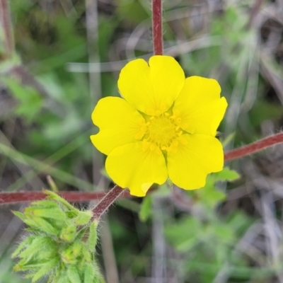 Potentilla recta (Sulphur Cinquefoil) at Nimmitabel, NSW - 9 Dec 2023 by trevorpreston