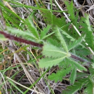 Potentilla recta at Nimmitabel, NSW - 9 Dec 2023