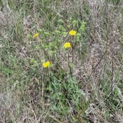 Potentilla recta at Nimmitabel, NSW - 9 Dec 2023