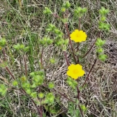 Potentilla recta at Nimmitabel, NSW - 9 Dec 2023