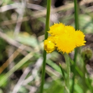 Chrysocephalum apiculatum at Nimmitabel, NSW - 9 Dec 2023 02:20 PM