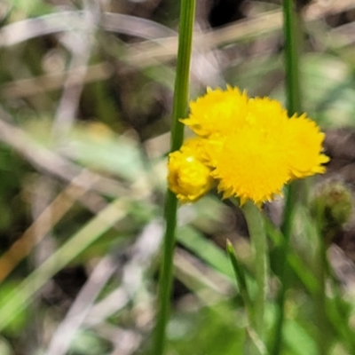 Chrysocephalum apiculatum (Common Everlasting) at Nimmitabel, NSW - 9 Dec 2023 by trevorpreston