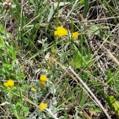 Chrysocephalum apiculatum at Nimmitabel, NSW - 9 Dec 2023