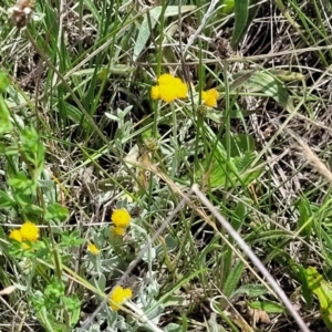 Chrysocephalum apiculatum at Nimmitabel, NSW - 9 Dec 2023 02:20 PM