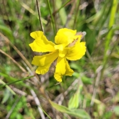 Goodenia paradoxa (Spur Goodenia) at Nimmitabel, NSW - 9 Dec 2023 by trevorpreston