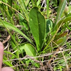 Goodenia paradoxa at Nimmitabel, NSW - 9 Dec 2023