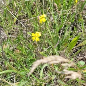 Goodenia paradoxa at Nimmitabel, NSW - 9 Dec 2023