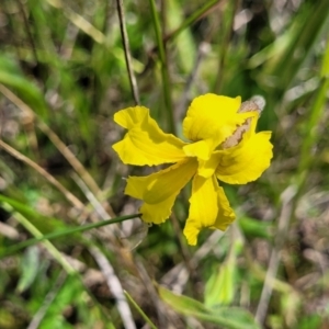 Goodenia paradoxa at Nimmitabel, NSW - 9 Dec 2023