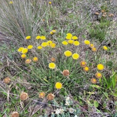 Rutidosis leiolepis (Monaro Golden Daisy) at Nimmitabel, NSW - 9 Dec 2023 by trevorpreston