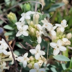 Pimelea sp. (Rice Flower) at Nimmitabel, NSW - 9 Dec 2023 by trevorpreston