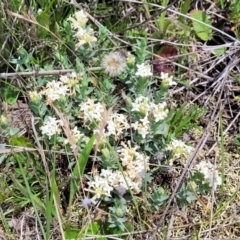 Pimelea sp. at Nimmitabel, NSW - 9 Dec 2023