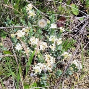 Pimelea sp. at Nimmitabel, NSW - 9 Dec 2023