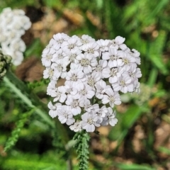 Achillea millefolium (Yarrow) at Nimmitabel, NSW - 9 Dec 2023 by trevorpreston