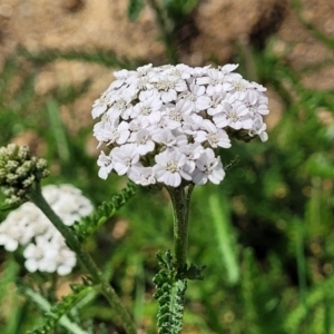 Achillea millefolium at Nimmitabel, NSW - 9 Dec 2023